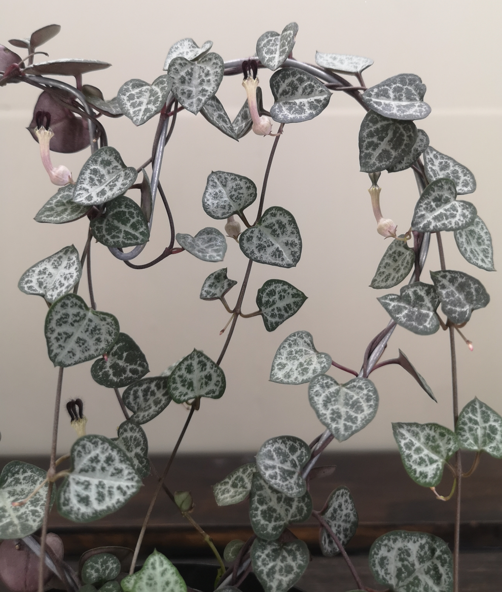 String Of Hearts Or Ceropegia Woodii South Africa