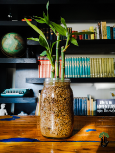 Lucky Bamboo - AKA Dracaena Sanderiana