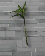 Load image into Gallery viewer, Lucky Bamboo
