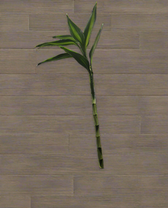 Lucky bamboo 30cm