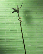 Load image into Gallery viewer, Curled lucky bamboo
