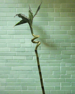 Load image into Gallery viewer, Curled lucky Bamboo
