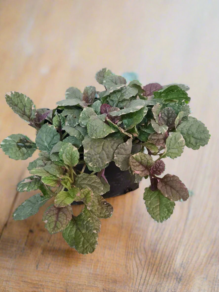 Ajuga Reptans Burgundy Glow