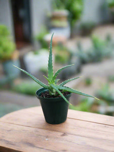 Aloe rborescens