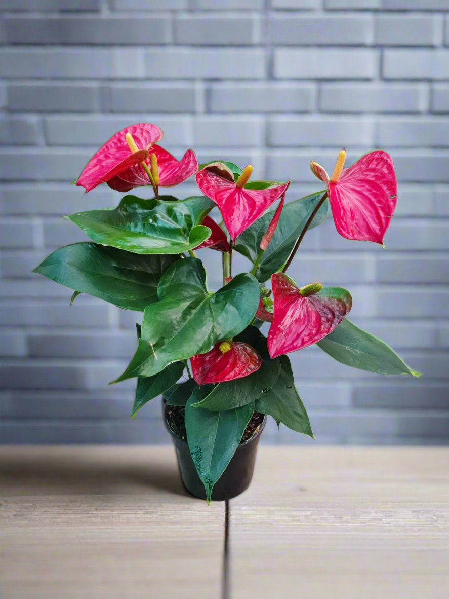 Anthurium Flamingo Flower