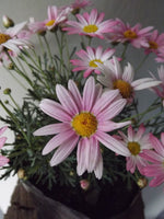 Load image into Gallery viewer, Marguerite Daisy
