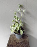 Load image into Gallery viewer, Peperomia Sepens Variegata
