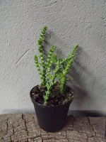 Load image into Gallery viewer, Crassula Watch Chain small terrarium
