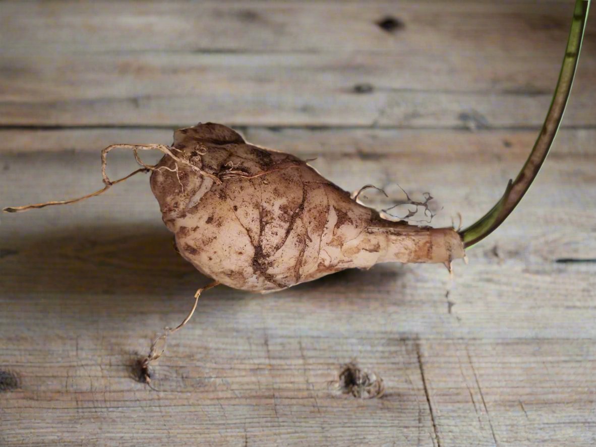 Drimiopsis Maculata Bulb