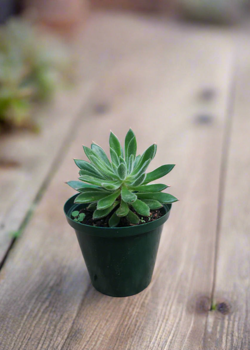 Echeveria Setosa Arrow