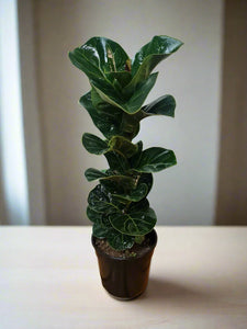 Ficus Fiddle Leaf Fig Bambino