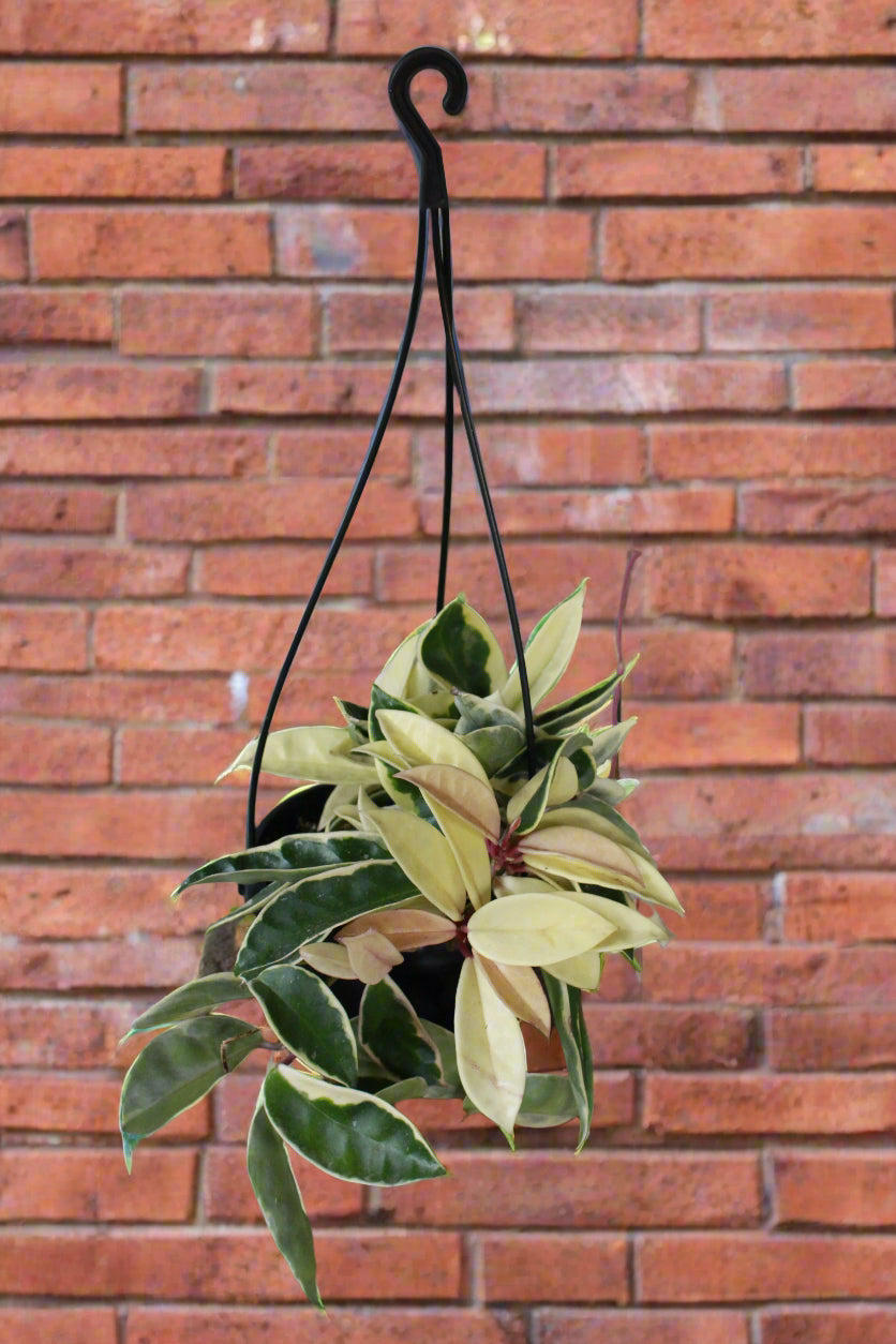 Hoya Carnosa Krimson Queen hanging pot