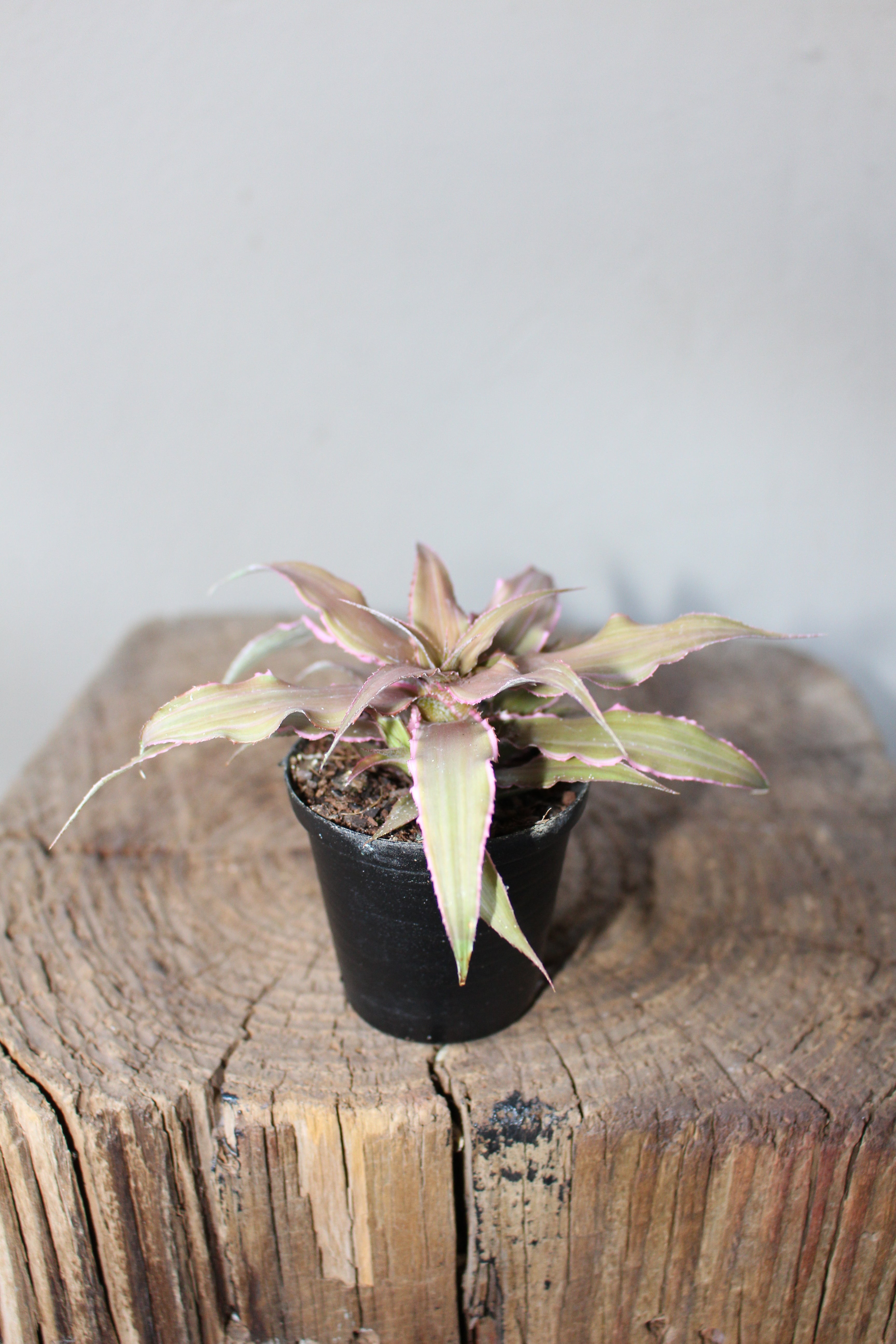 Cryptanthus It Small