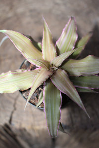 Cryptanthus It Small