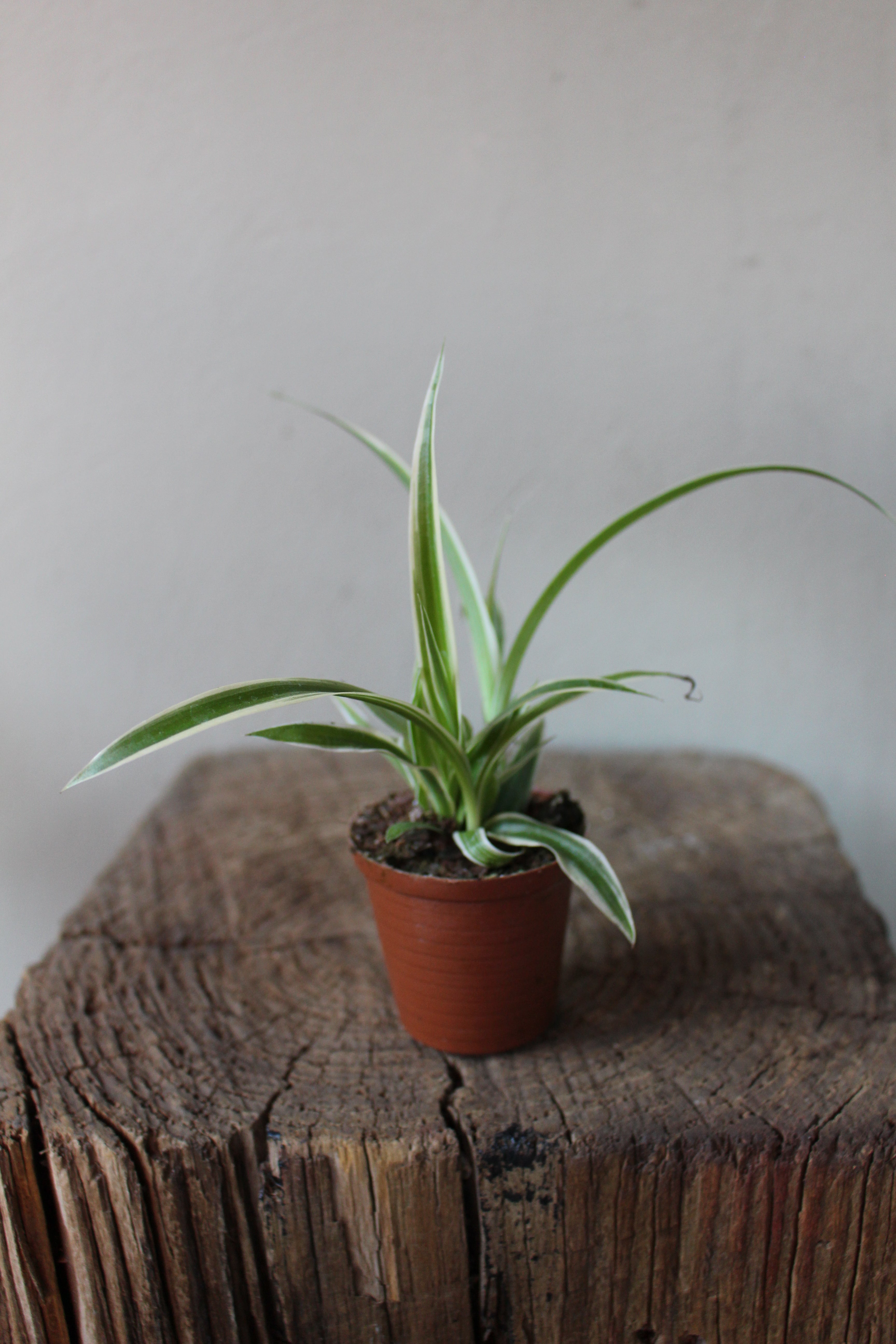 Spider Plant Terrarium