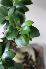 Load image into Gallery viewer, Ficus Ginseng
