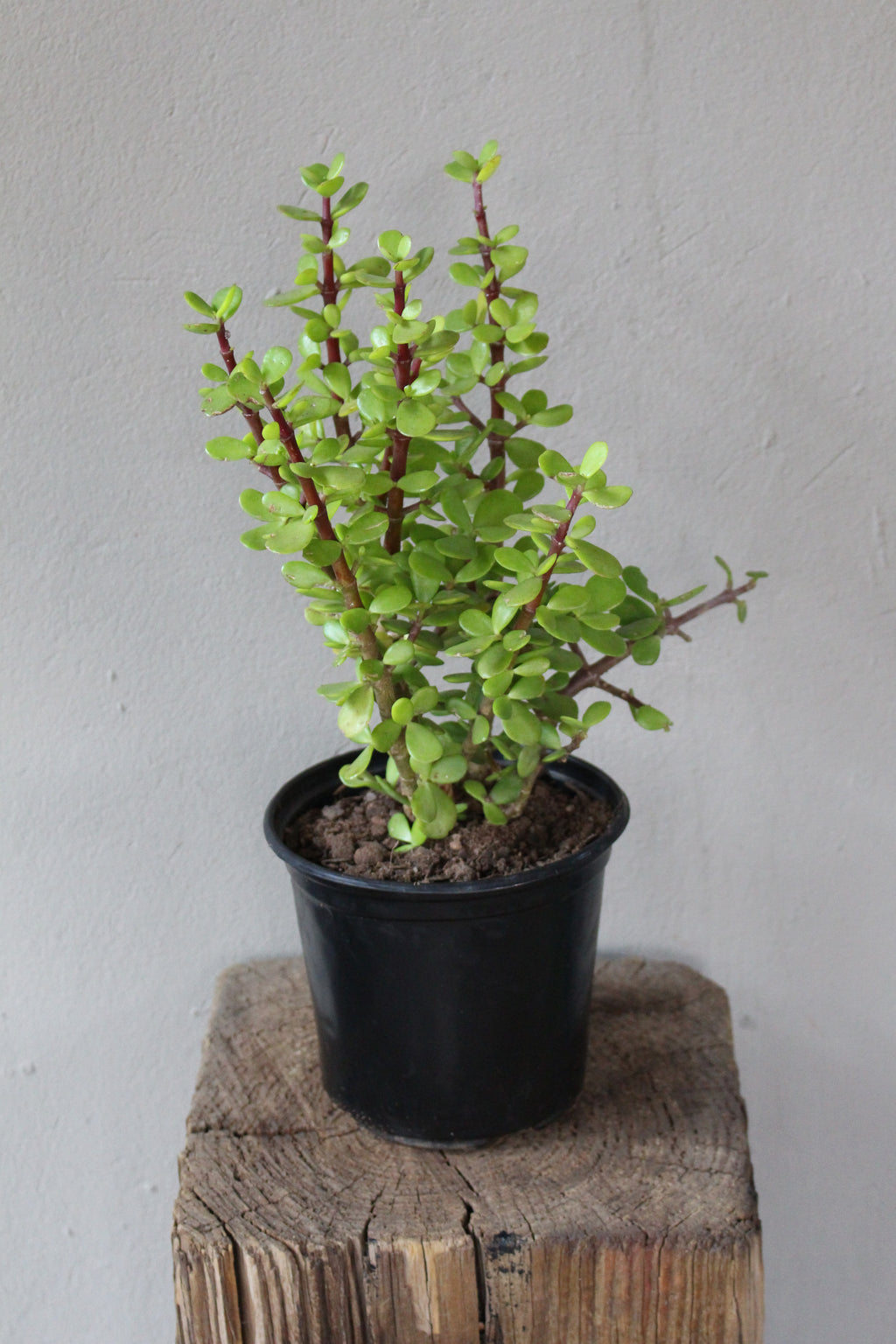 Portulacaria afra Spekboom