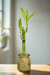 Lucky Bamboo - 1 stem - Planted in glass jar with gravel