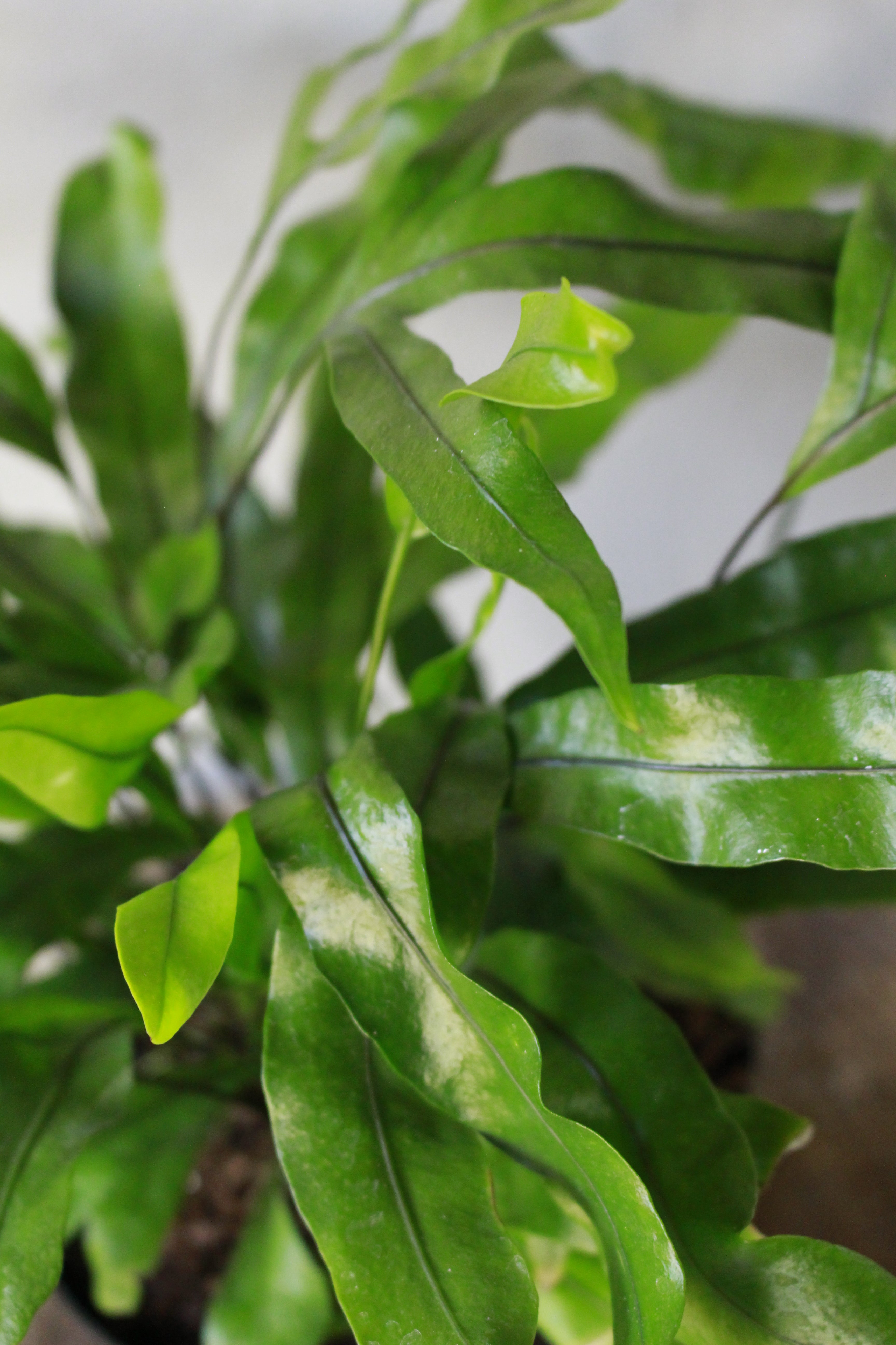 Kangaroo Paw Fern