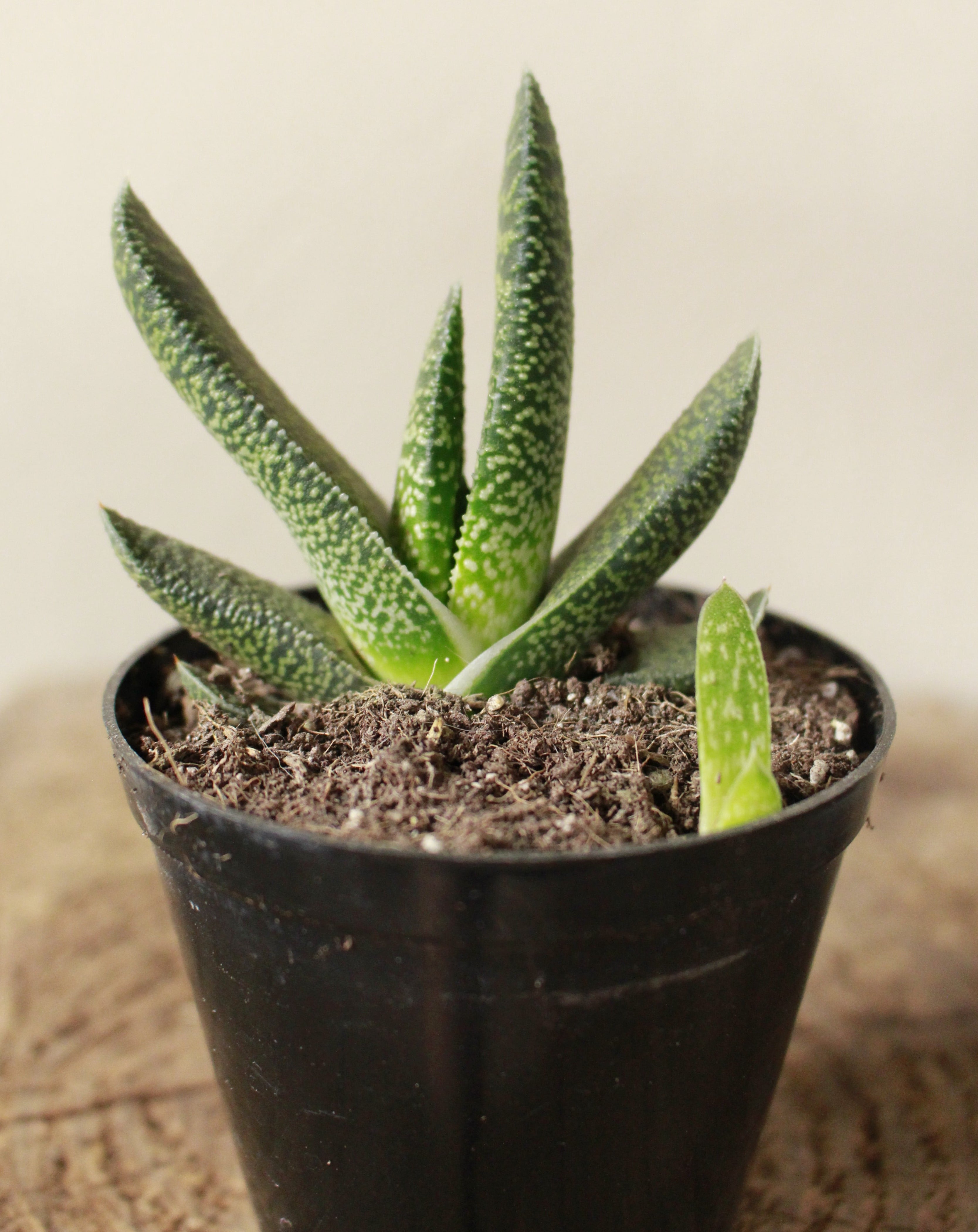 Gasteria Obliqua Maculata