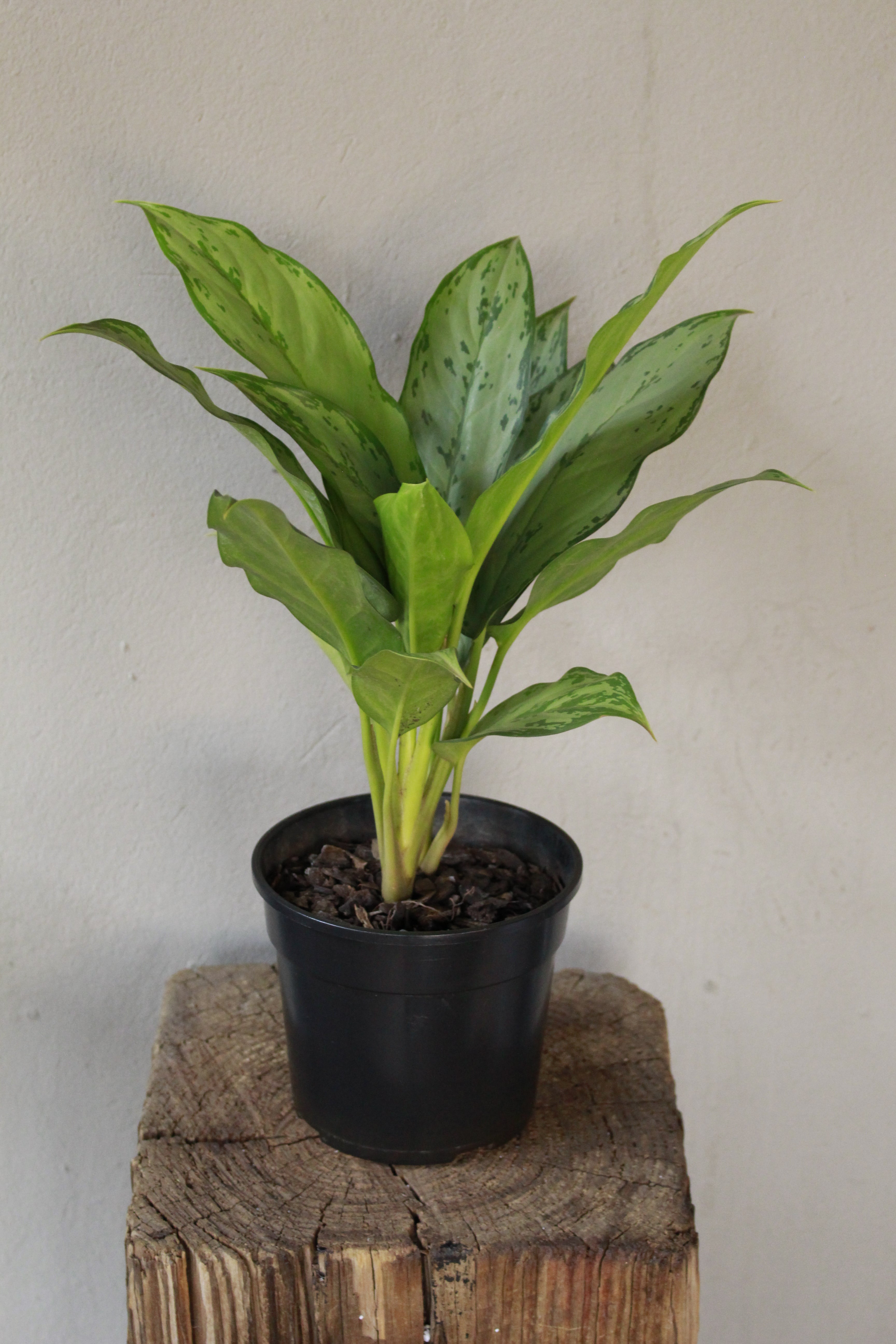 Chinese Evergreen BJ Freeman