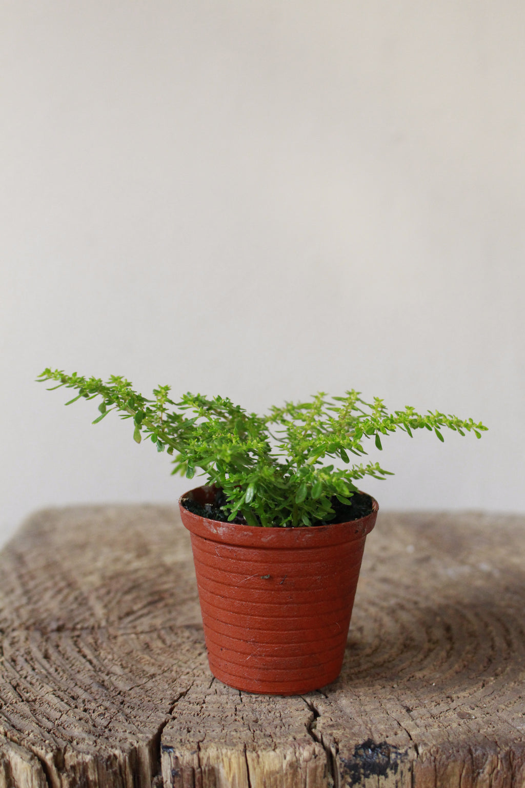 Pilea Microphylla