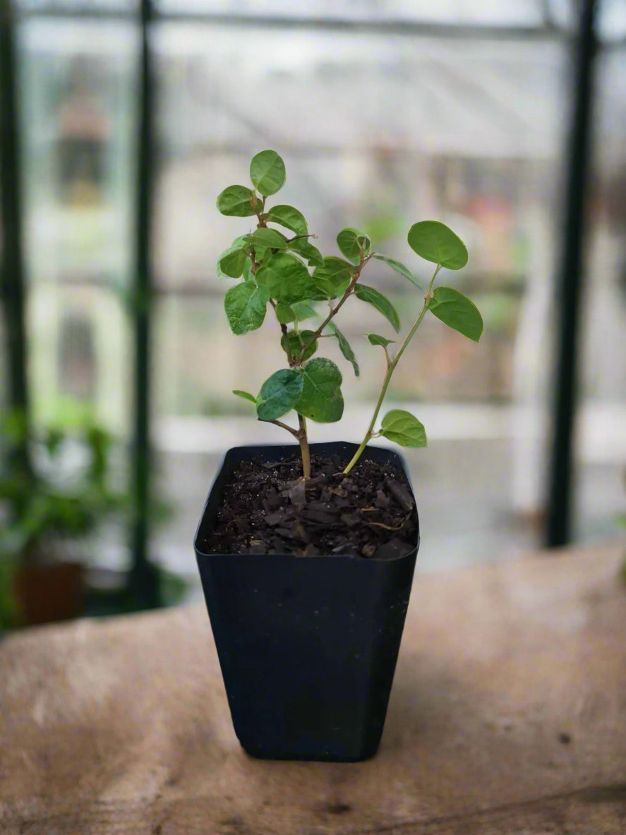 Tickey Creeper Small Terrarium Plant