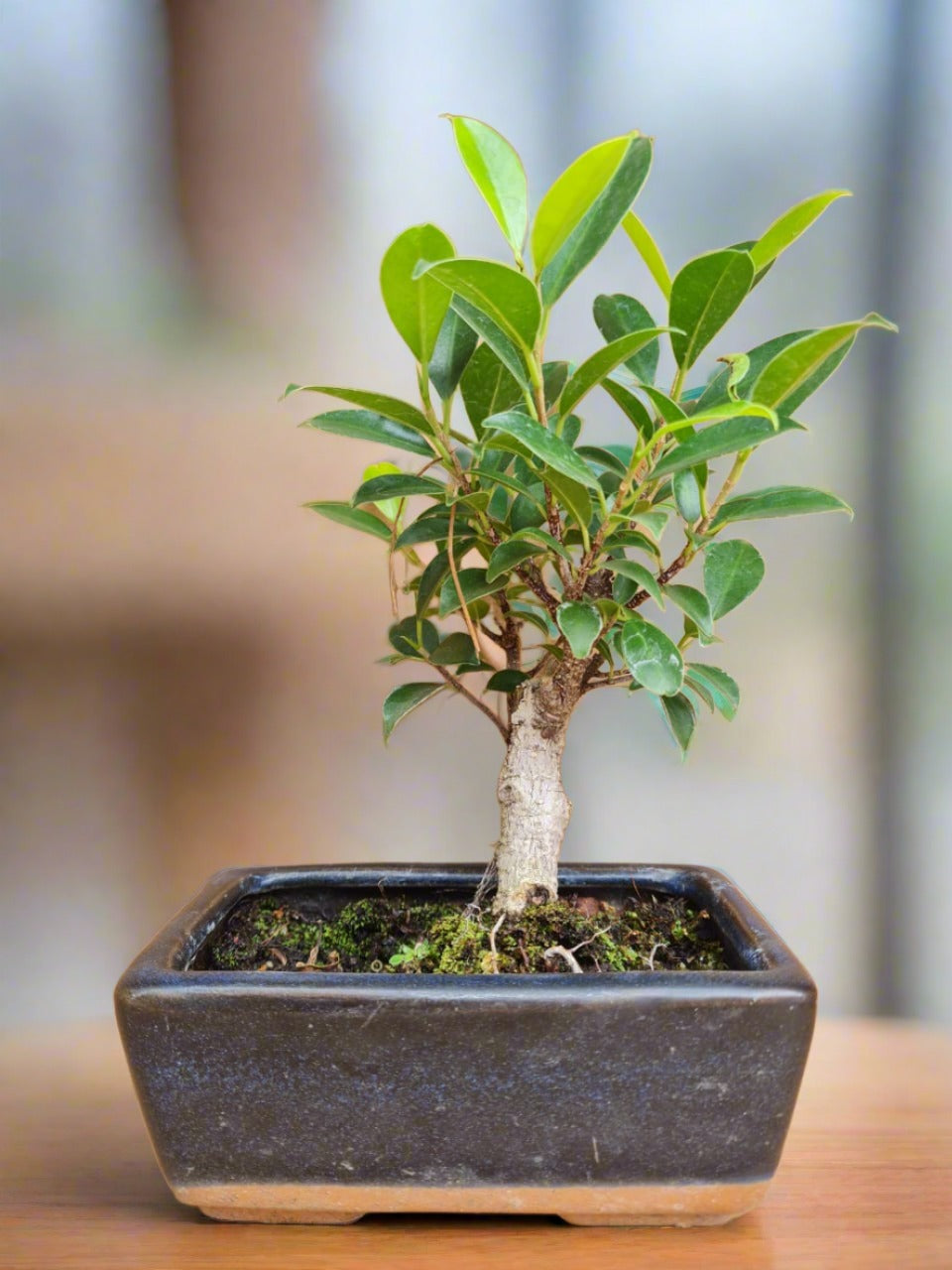 Ficus Tiger Bark