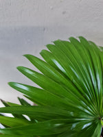 Load image into Gallery viewer, Livistonia Rotundifolia
