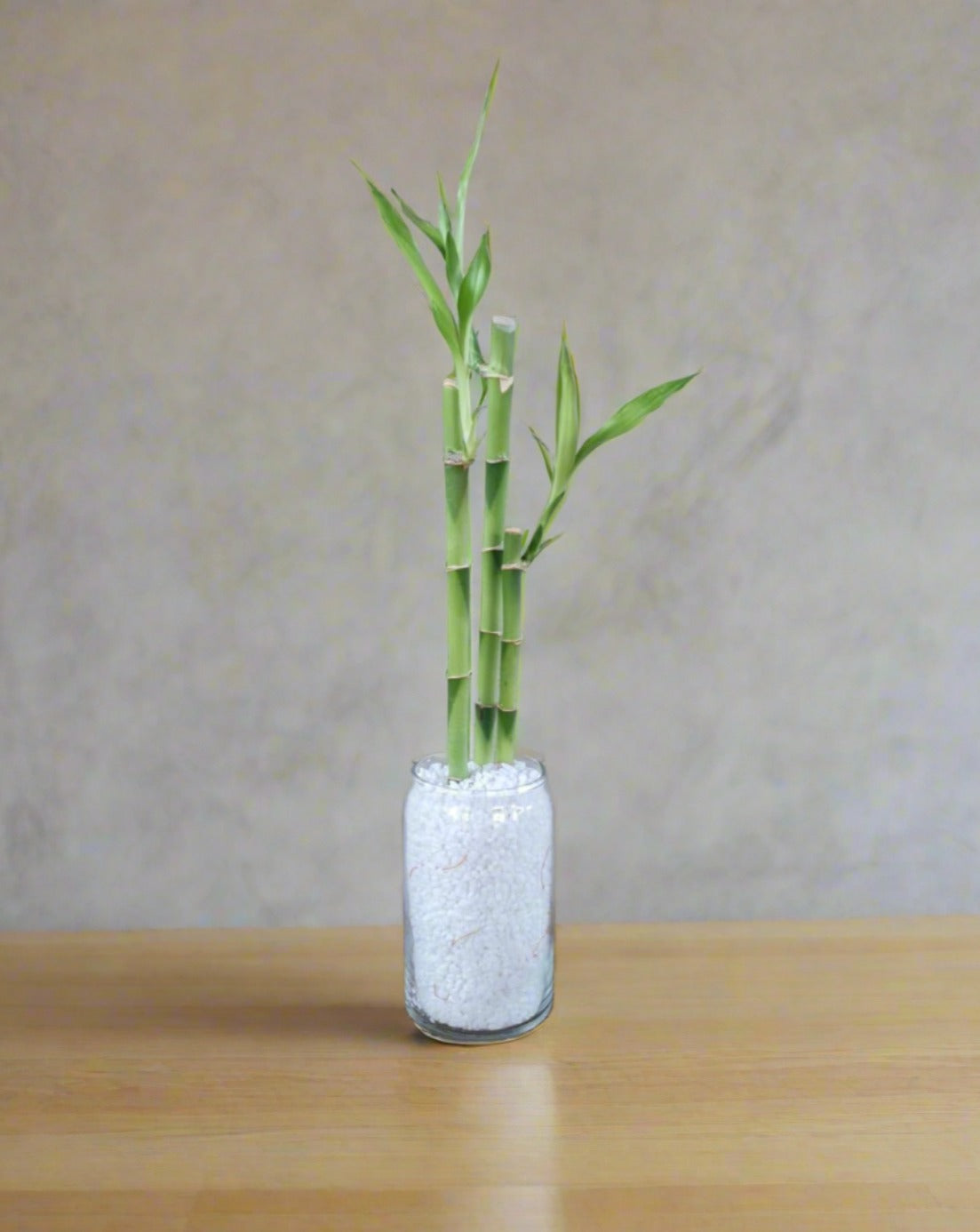 Lucky Bamboo arrangement