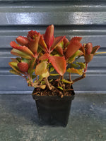 Load image into Gallery viewer, Kalanchoe Sexangularis
