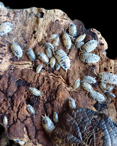 Dairy Cow Isopods