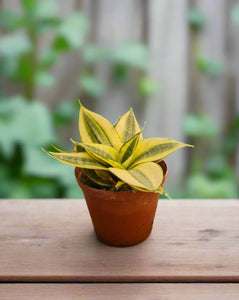 Snake Plant Honey Boney