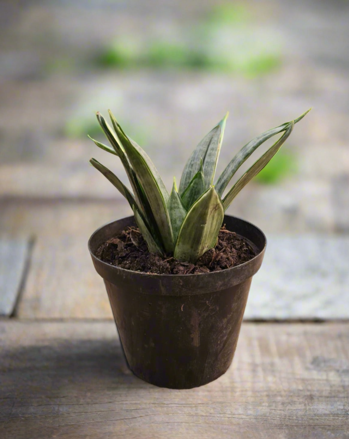 Snake Plant Hahnii Silver Frost