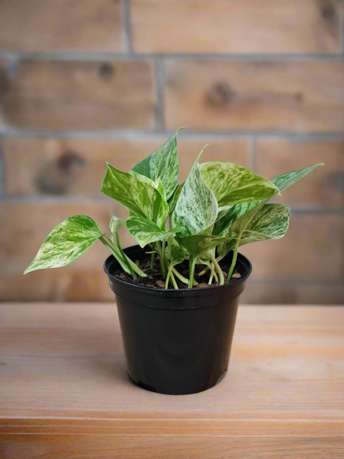 Marble Queen Pothos