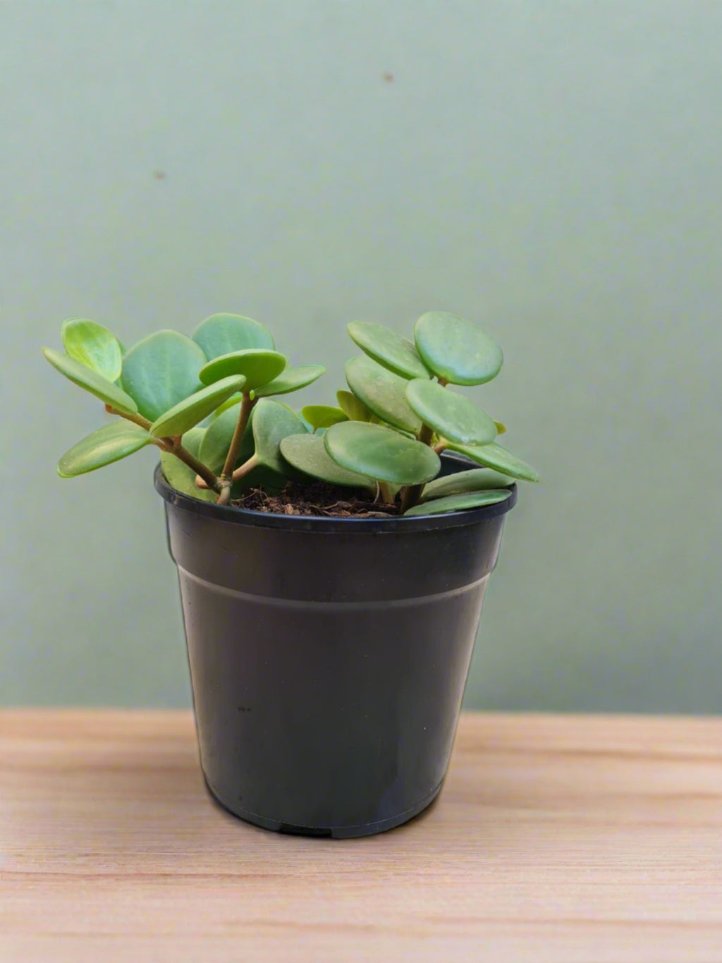 Peperomia Hope