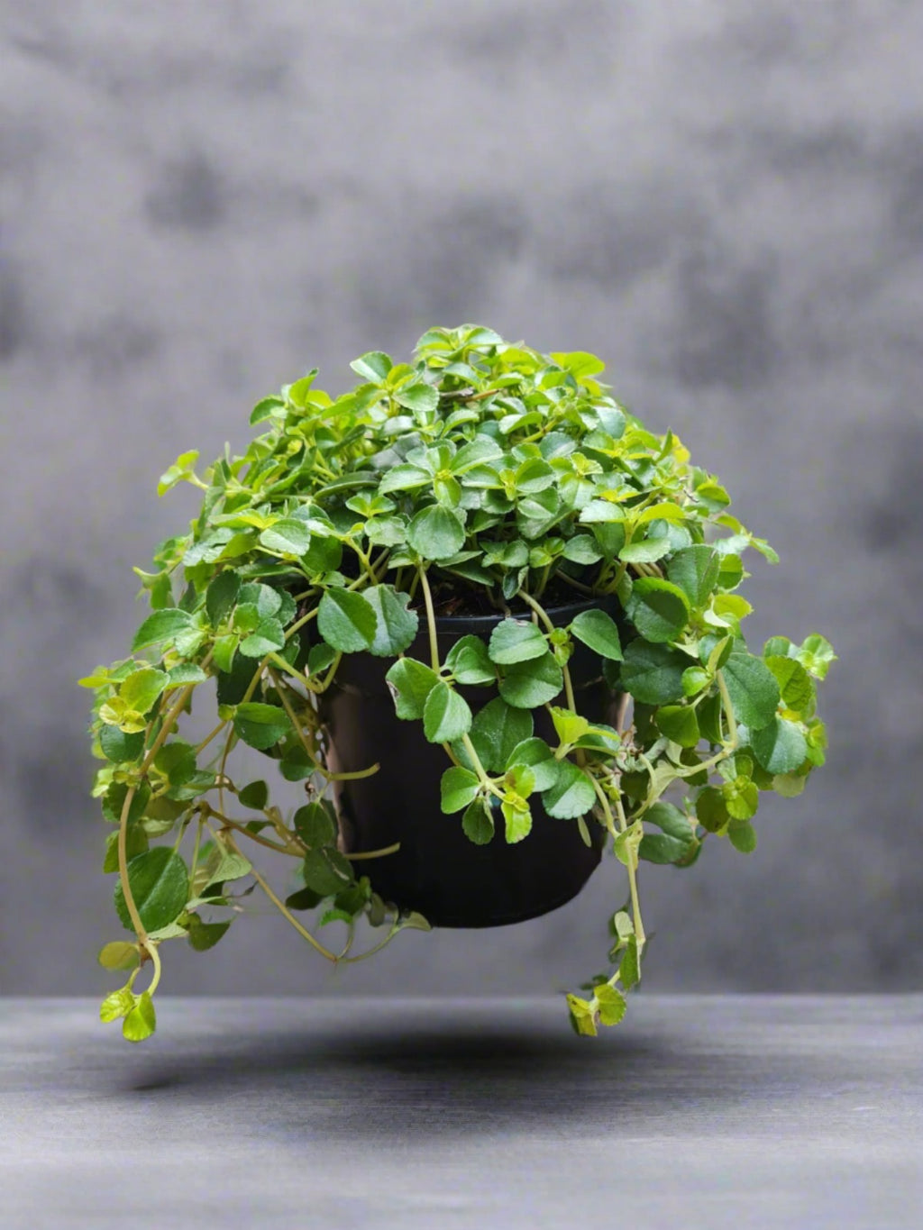 Pilea Depressa