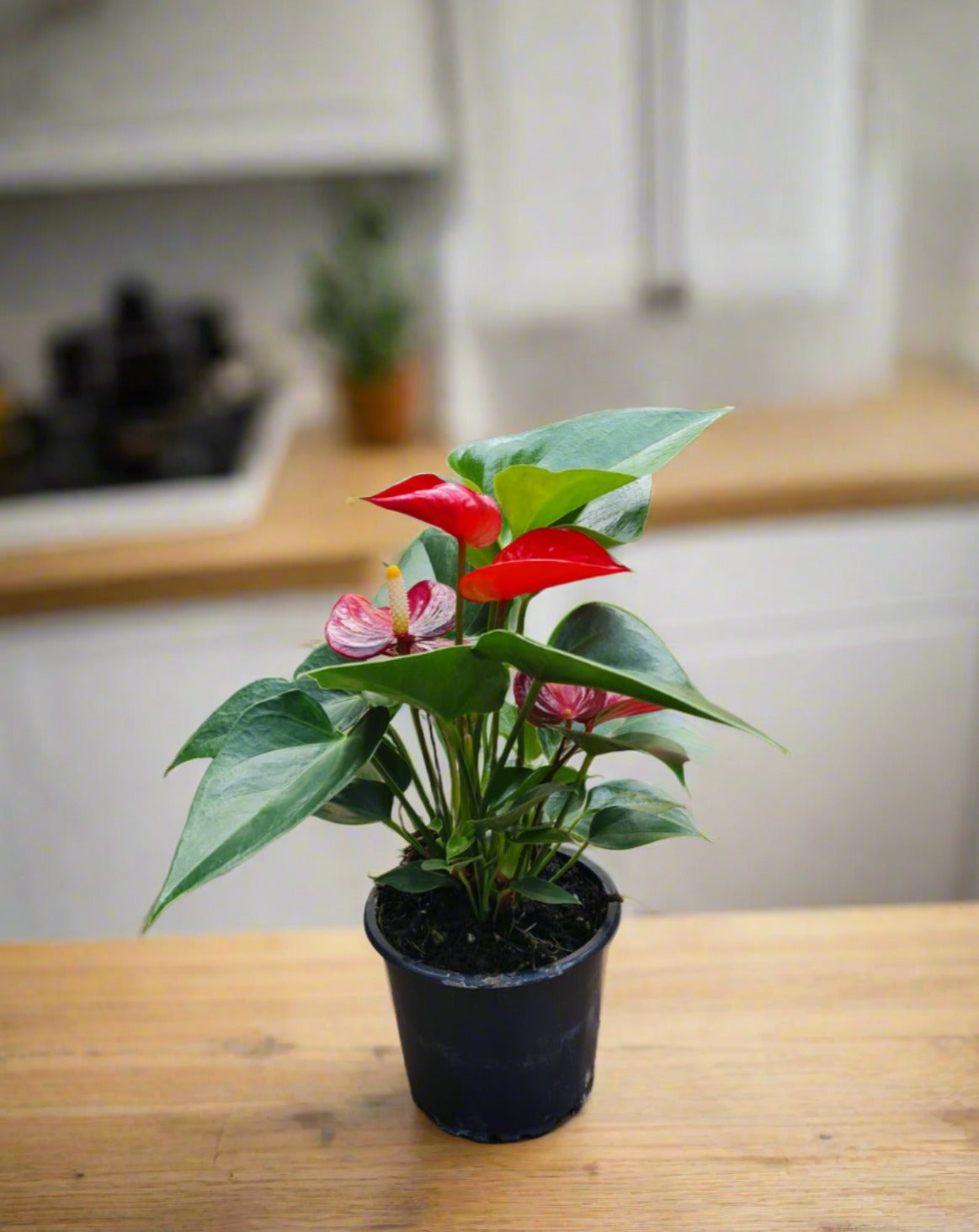 Anthurium Mini