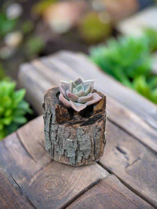 Log planter