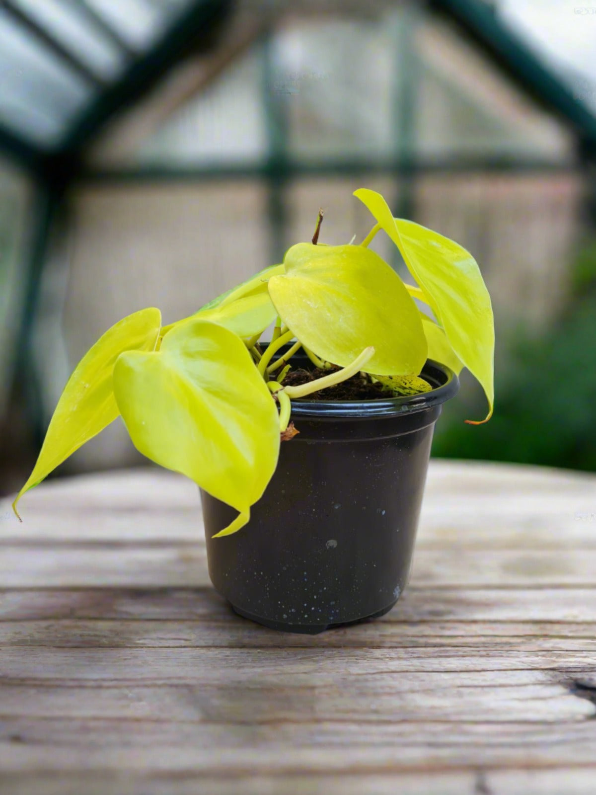 Philodendron Scandens Gold