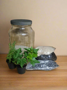 Terrarium starter kit - Beginner Plus plants