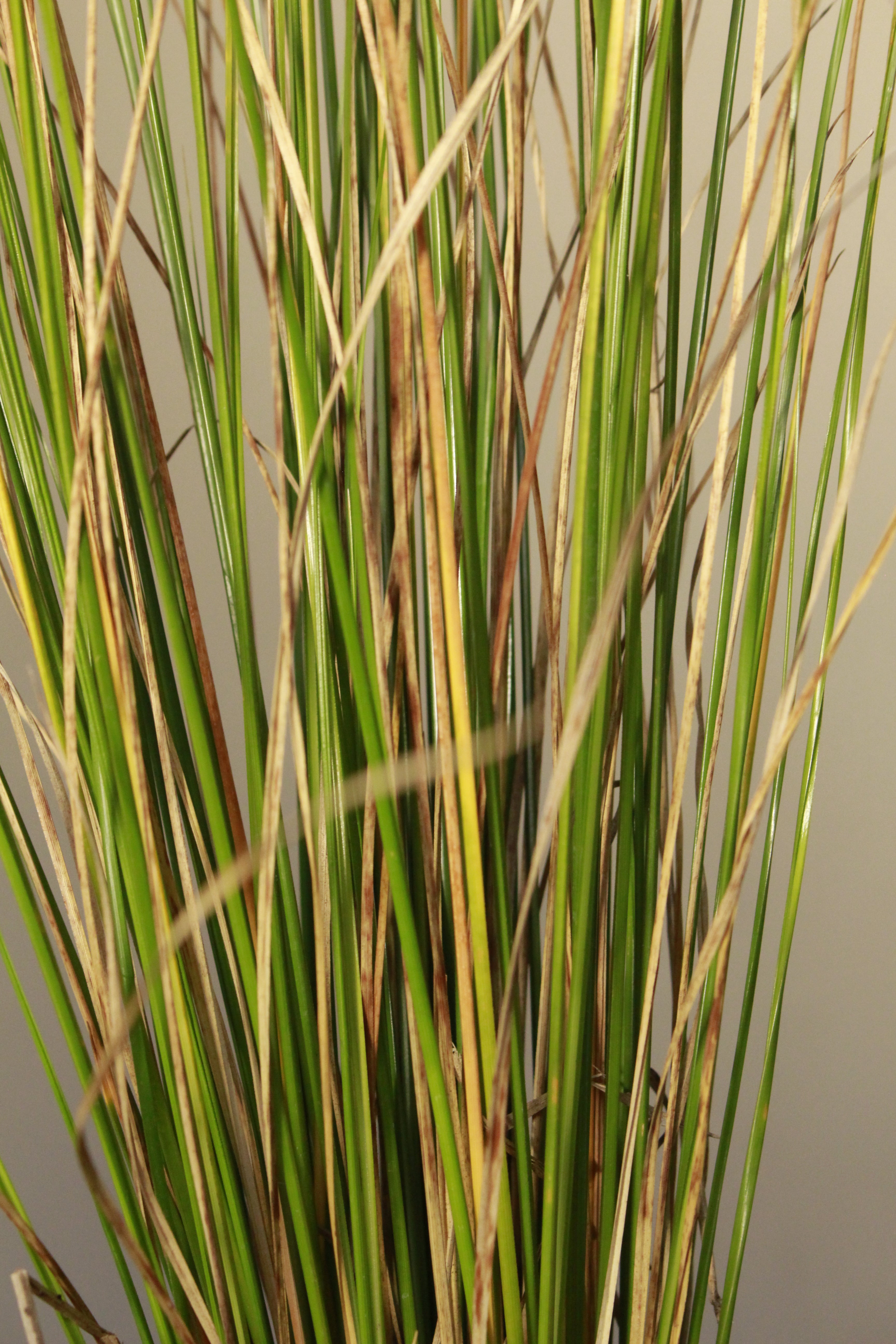 Carex Tall Green