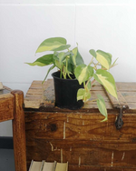 Load image into Gallery viewer, Philodendron Scandens Brasil
