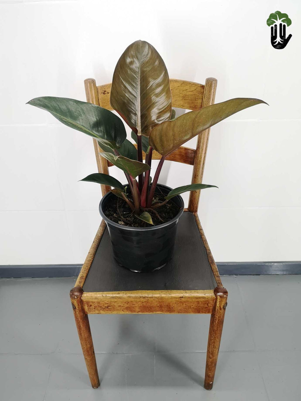 Philodendron imperial red