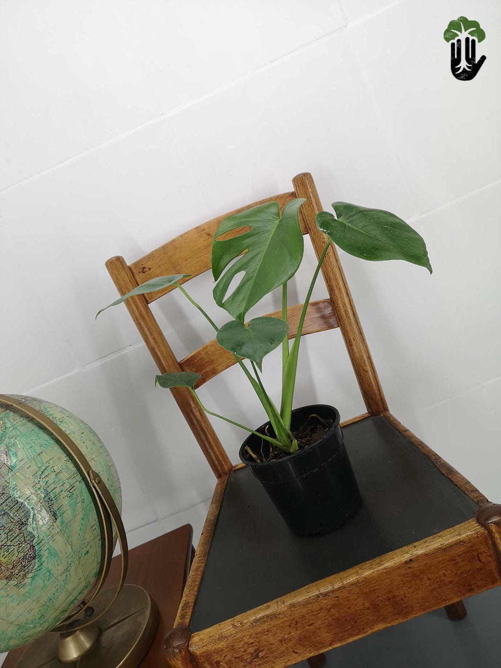 Philodendron Monstera deliciosa