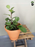 Load image into Gallery viewer, Peperomia Obtusifolia (Baby Rubber Plant)
