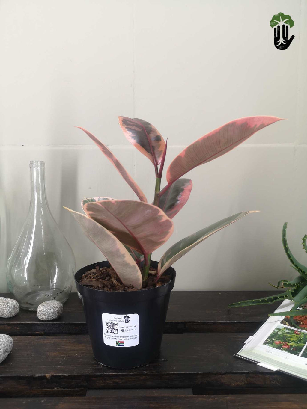 Ficus elastica Ruby Variegated Rubber Tree