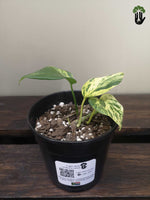 Load image into Gallery viewer, Marble Queen Pothos (small)
