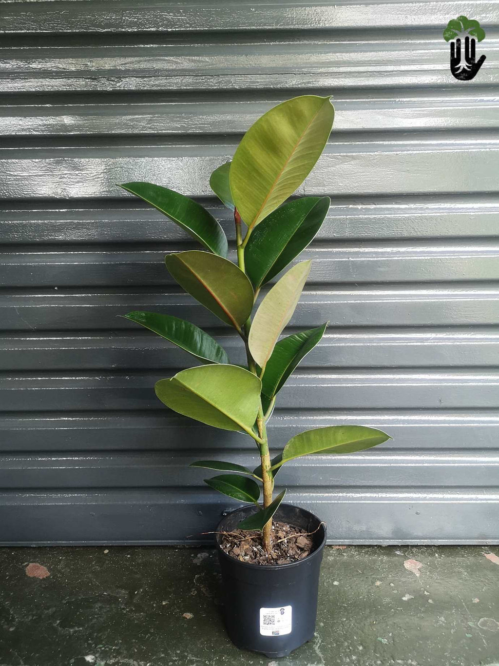 Ficus Elastica Robusta