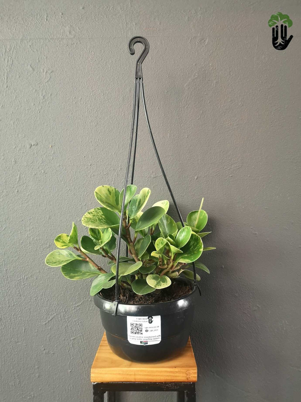 Peperomia Obtusifolia Variegata Baby Rubber Plant hanging pot